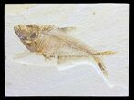 Bargain, Diplomystus Fossil Fish - Wyoming #56243-1